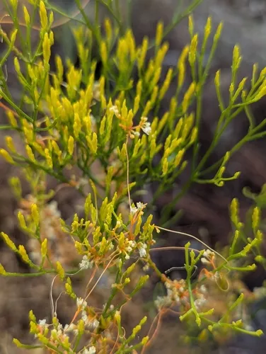 Harper's Dodder — photo by buzzoffnerds