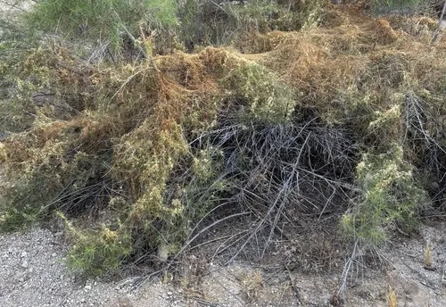 Bigseed Alfalfa Dodder