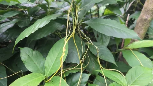 Japanese Dodder — photo by 政策