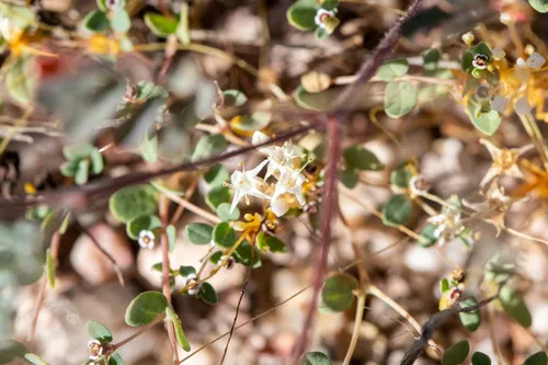Slender Dodder — photo by Matt Becker
