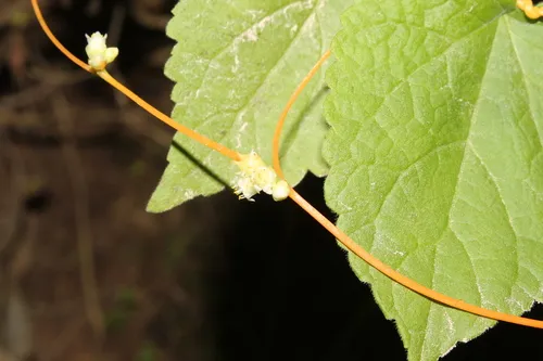 Cochise Dodder — photo by Pedro Nájera Quezada
