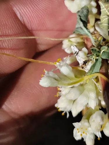 Santa Rita Mountain Dodder — photo by Augusto Olmos Mercado