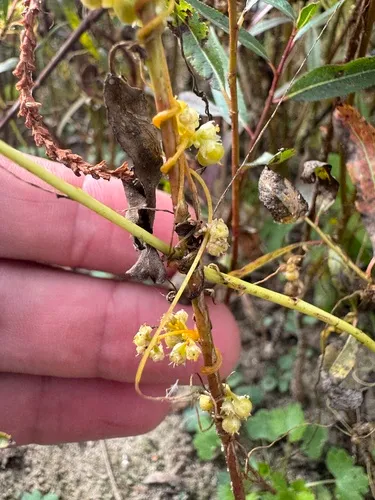 Smartweed Dodder — photo by Jeff Steele
