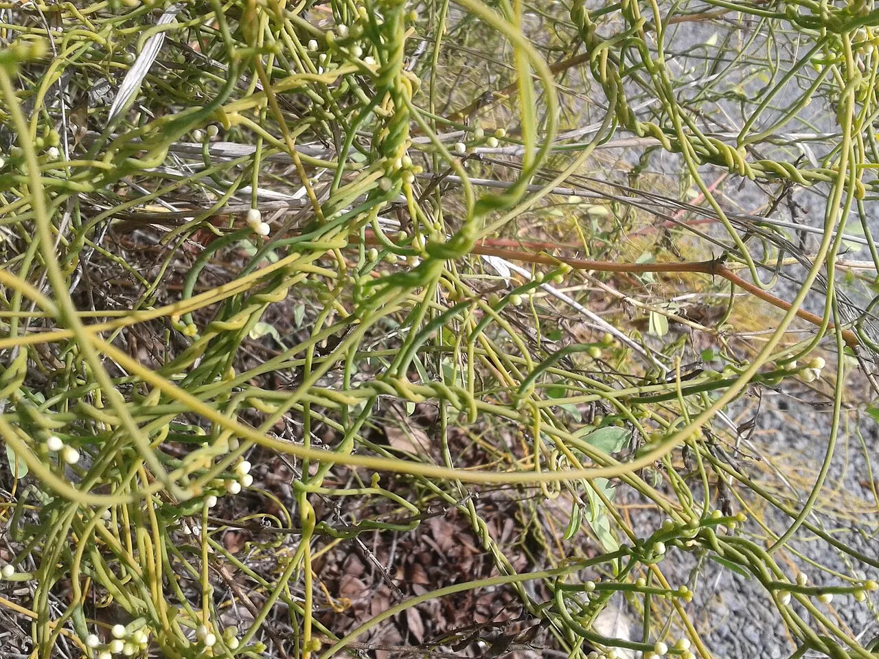 Giant Dodder — photo by Dr.S.Soundarapandian