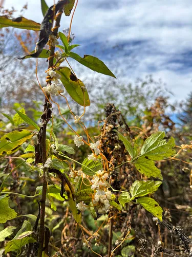 Beaked Dodder