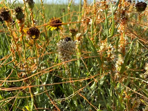Scaleflower Dodder — photo by Reid Hardin