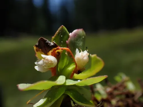 Mountain Dodder — photo by Preston Ernest