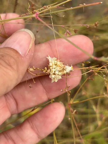 Tubercle Dodder — photo by Sula Vanderplank
