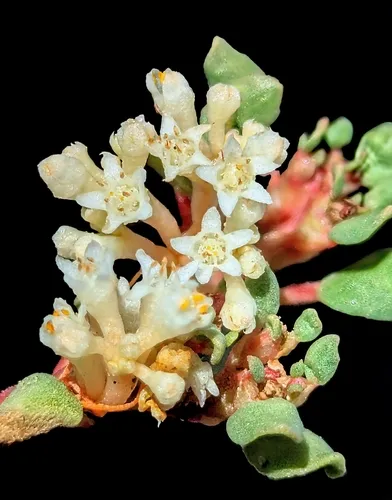 Flatglobe Dodder — photo by Jaxon Lane