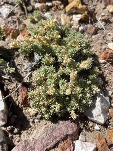Bodie Hills Cusickiella — photo by Patrick Silbey