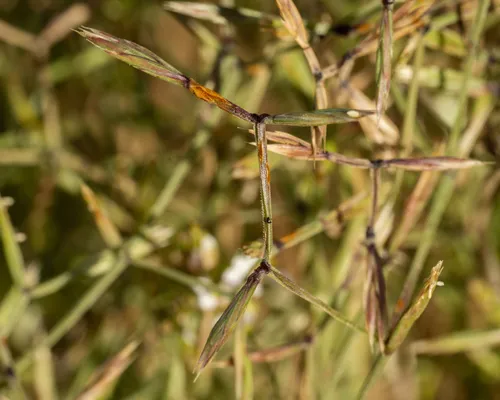 Memphisgrass — photo by Uriel Levy