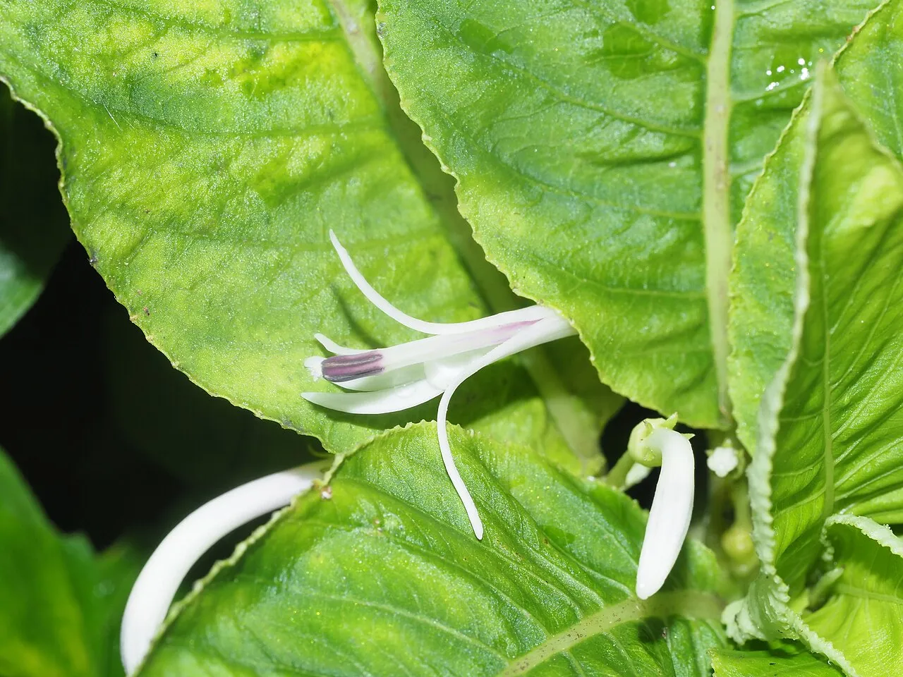 Honolulu Cyanea — photo by Kevin Faccenda