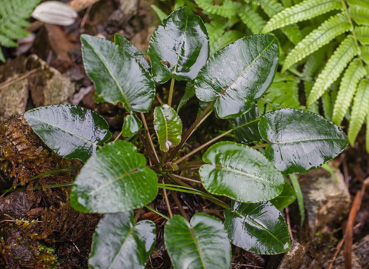 Gingerleaf Cyanea — photo by John Game
