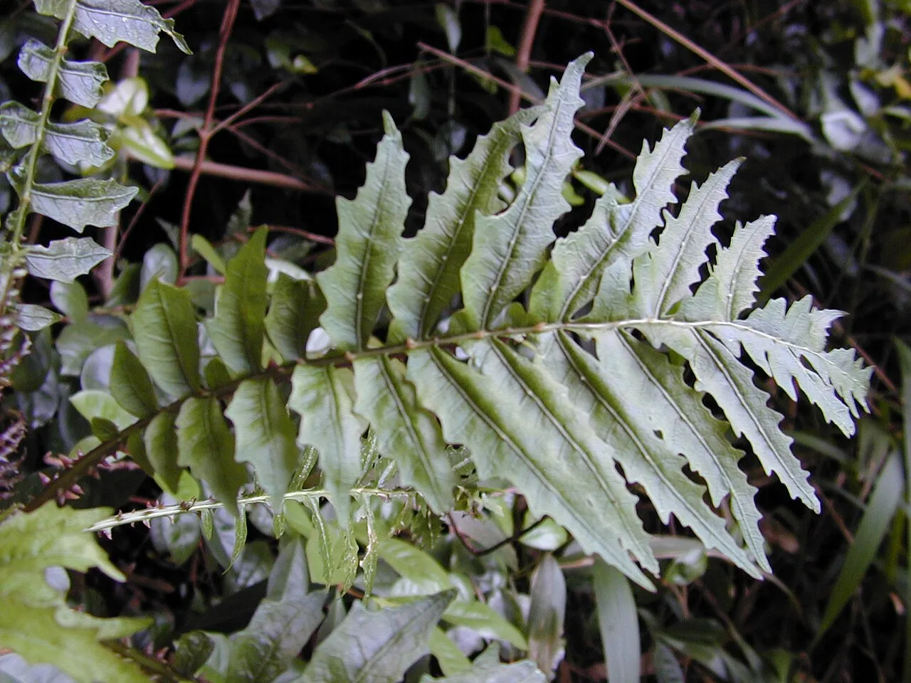 Spleenwort Cyanea — photo by Forest & Kim Starr