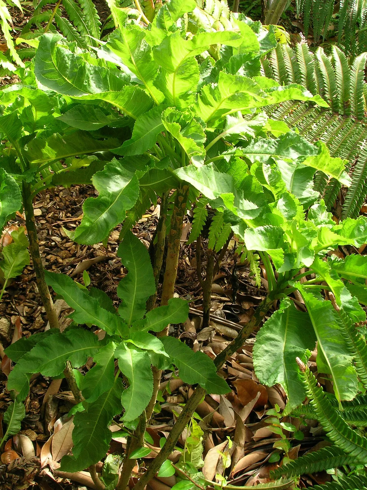 Ellipticleaf Cyanea