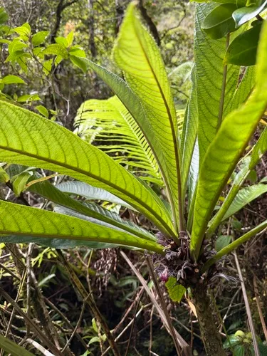 Kauai Cyanea — photo by Kenneth R. Wood (NTBG)