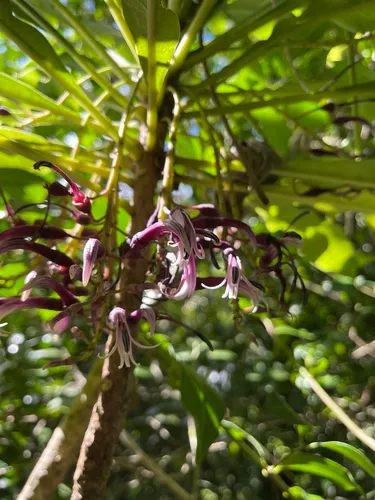 Oahu Cyanea — photo by Matthew Kahokuloa, Jr.