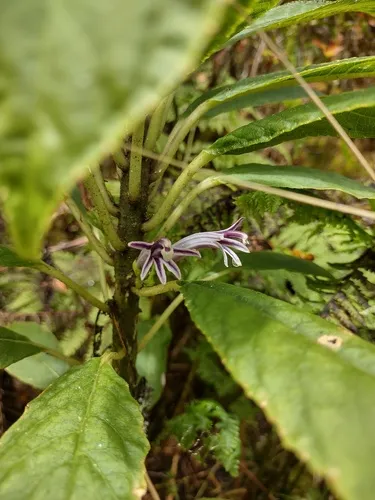 Rustyleaf Cyanea — photo by JJ Jackson