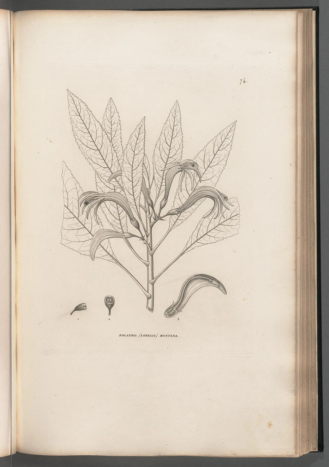 Lanceleaf Cyanea — photo by Arago, Jacques; Berry, S Stillman; Dumont d'Urville, Jules-Sébastien-César; F…