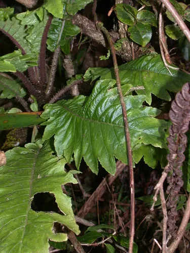 Waihee Valley Cyanea — photo by Kenneth R. Wood (NTBG)