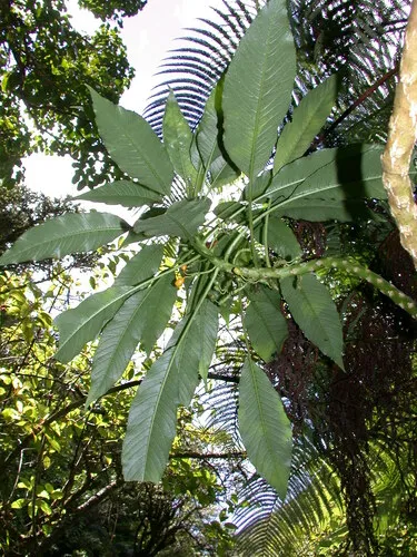 Mapulehu Valley Cyanea — photo by Kenneth R. Wood (NTBG)