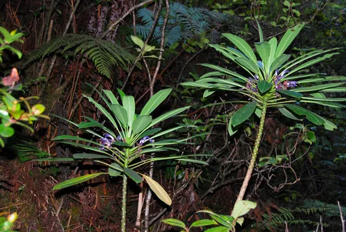 Plateau Cyanea — photo by Kenneth R. Wood (NTBG)