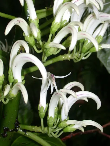 Harsh Cyanea — photo by Kenneth R. Wood (NTBG)