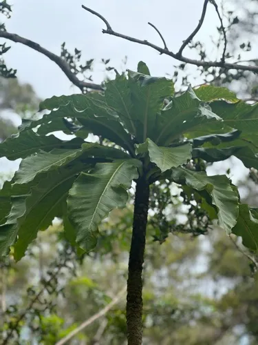 Mt. Kaala Cyanea — photo by ddutra