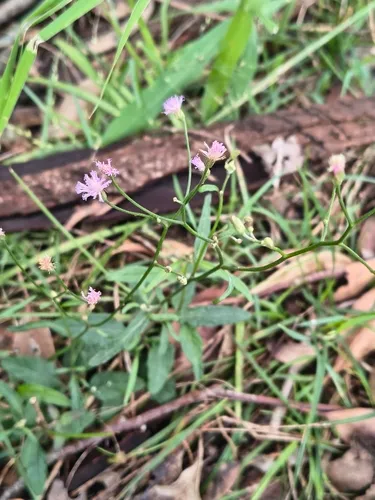 Little Ironweed