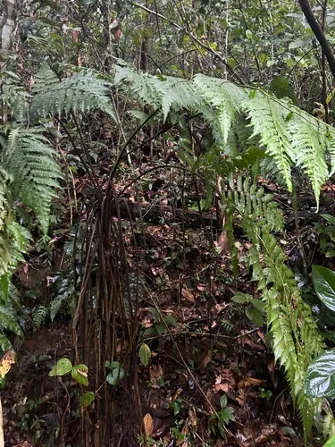 Parrotfeather Treefern
