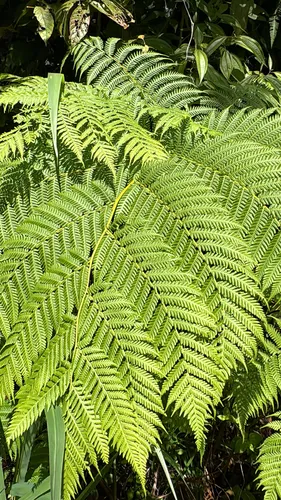 West Indian Treefern — photo by padaleckib