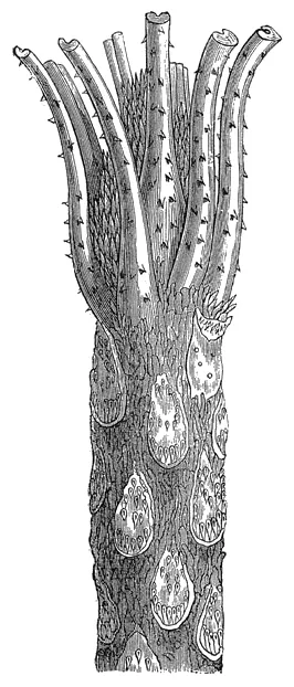 Creeping Treefern