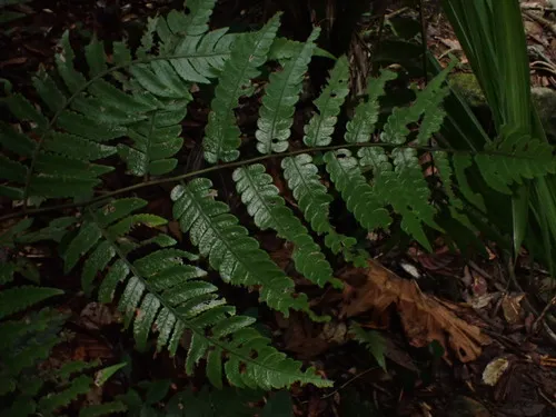 Birdwing Treefern