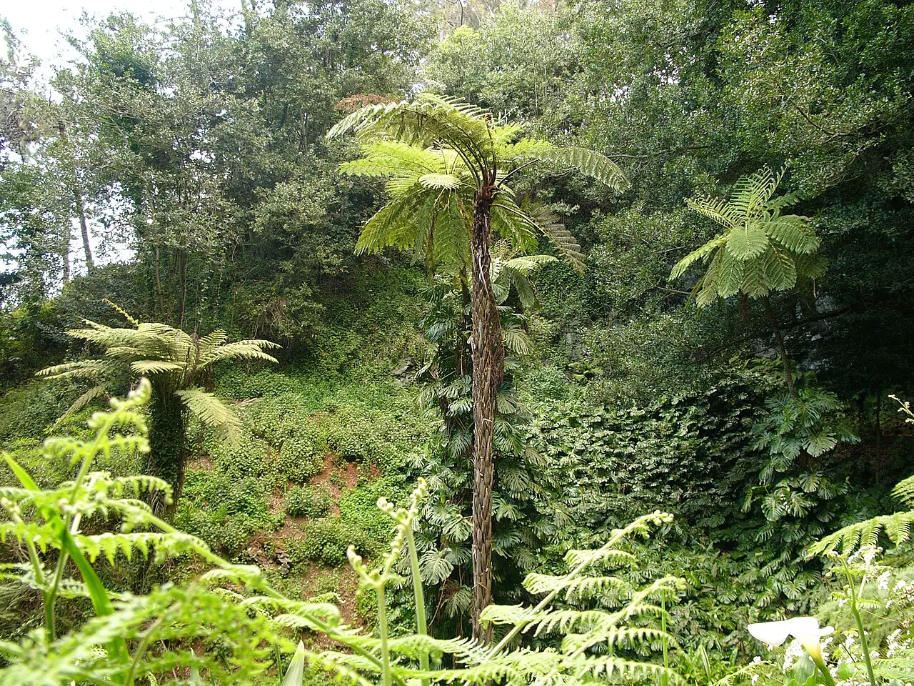 Cooper's Cyathea — photo by Amanda Grobe