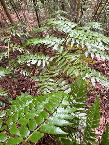 Small Treefern — photo by Omar Monzon Carmona