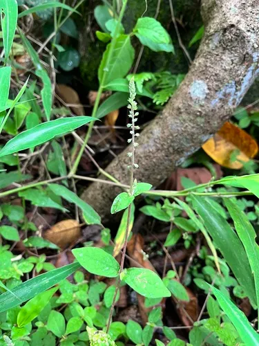 Pastureweed — photo by hl00