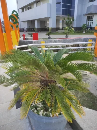 Sago Palm