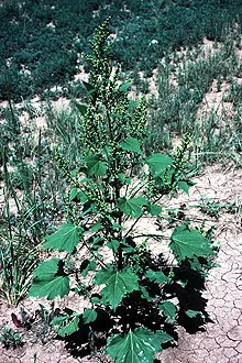 Carelessweed — photo by USDA-NRCS PLANTS Database
