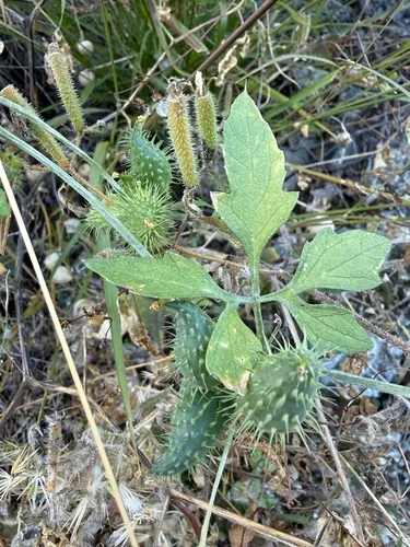 Slender Cyclanthera