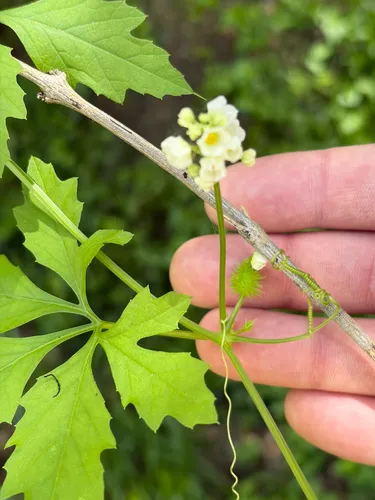 Naudin's Cyclanthera