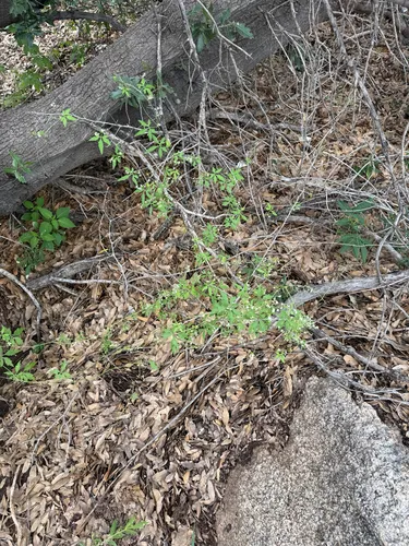 Trans-Pecos Cyclanthera