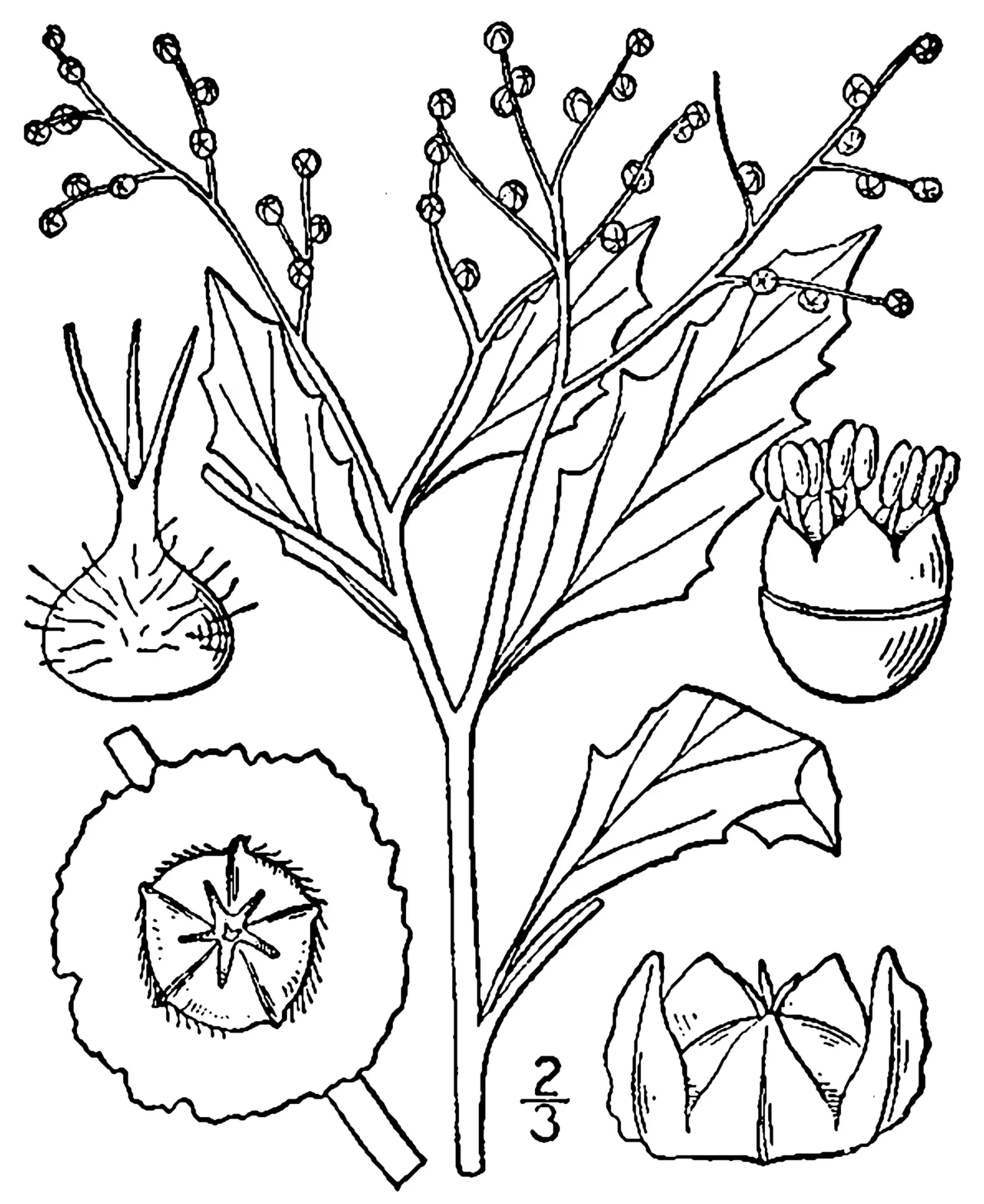 Winged Pigweed — photo by Britton, N.L., and A. Brown. 1913. An illustrated flora of the northern Unite…