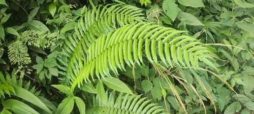 Lime Fern — photo by Ana Cristina Apaza Huanca
