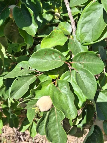 Quince — photo by kionez15