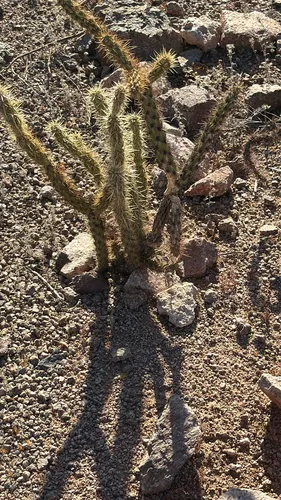 Buck-horn Cholla — photo by Bob McLean