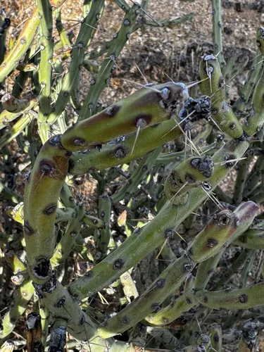 Arizona Pencil Cholla