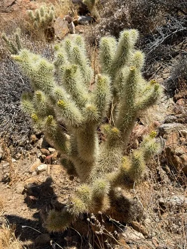 Teddybear Cholla — photo by kingratt82