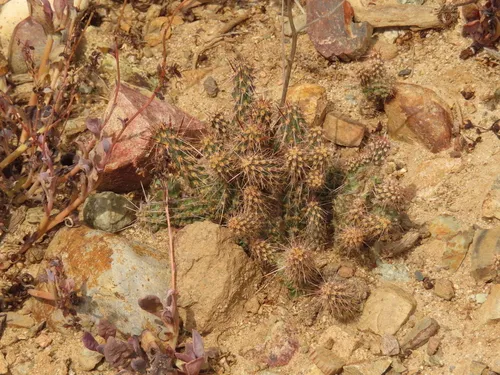 California Cholla