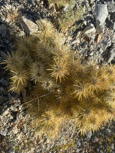 Wiggins' Cholla — photo by Max Goldman