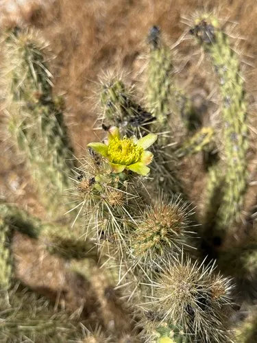 Gander's Buckhorn Cholla — photo by kingratt82
